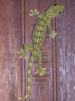 Gekko smithii.jpg