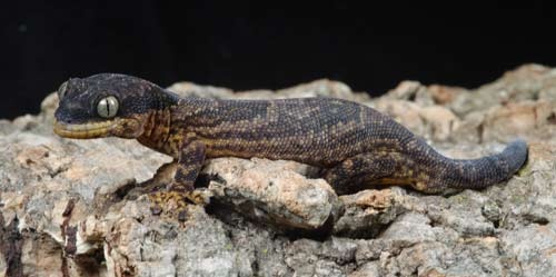 Homopholis fasciatus