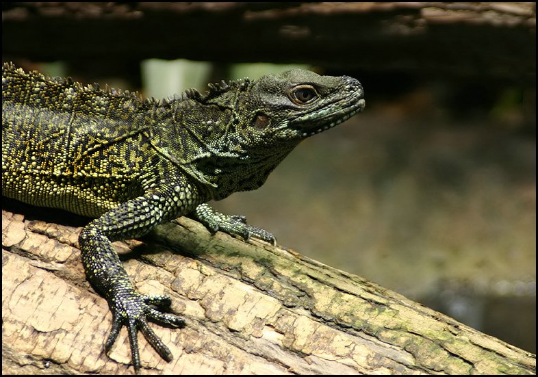 Hydrosaurus weberi.jpg