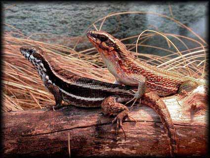 Leiocephalus personatus.jpg