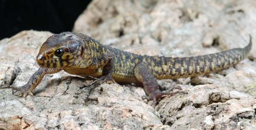 Lepidophyma flavimaculata