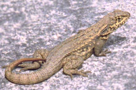 Leiocephalus carinatus
