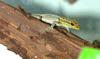 Lygodactilus luteopicturatus