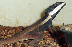 Lophognathus temporalis