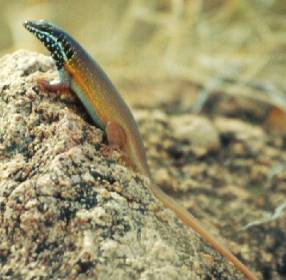 Mabuya margaritifer