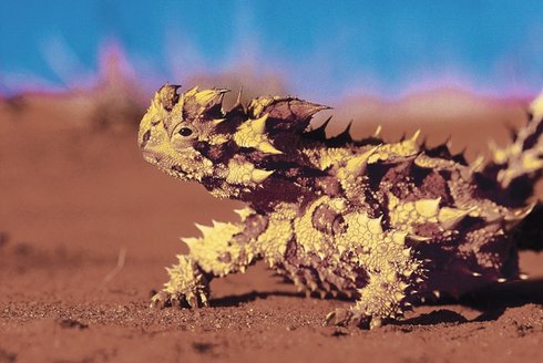 Moloch horridus