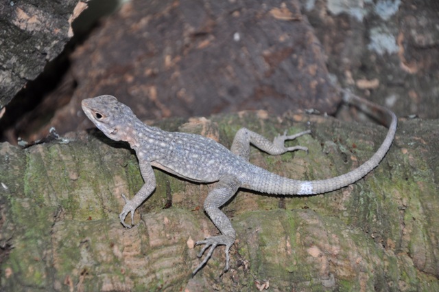Oplurus quadrimaculatus.jpg