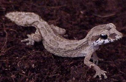 Paroedura androyensis