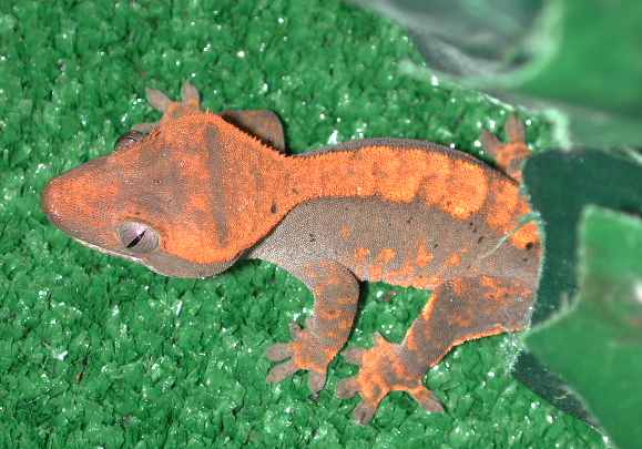 Rhacodactylus ciliatus.jpg