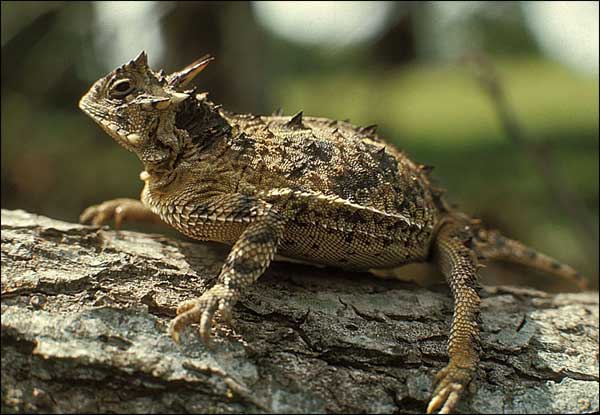 Texas Horned Lizard.jpg