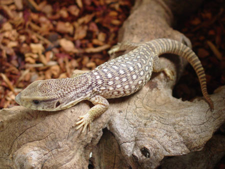 Varanus exanthematicus.jpg