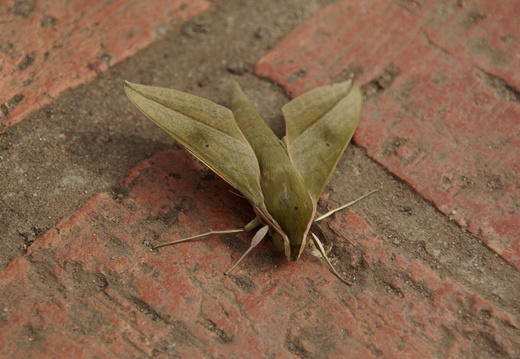 imgp9711