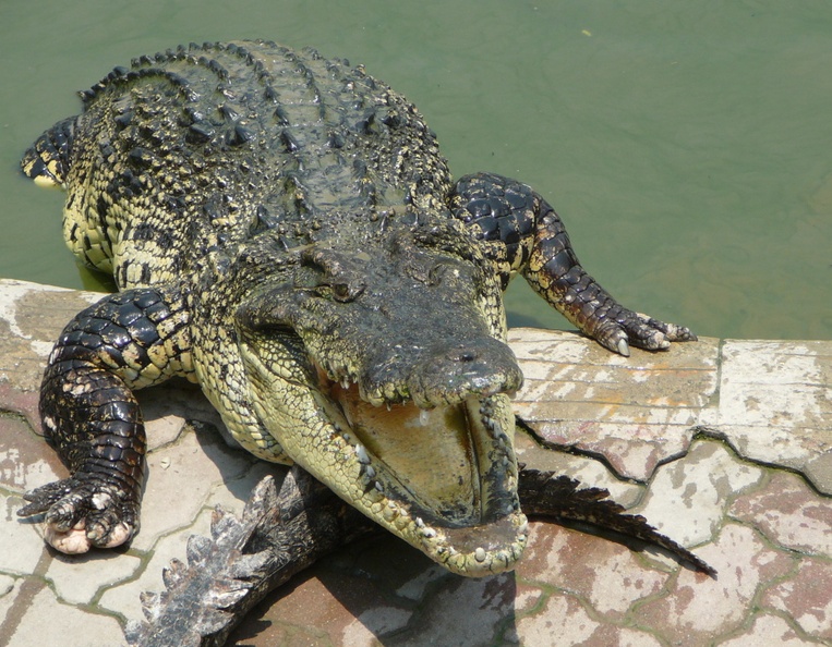 krokodyli-farma--crocodile-farm-