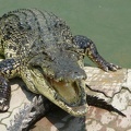 krokodyli-farma--crocodile-farm-.jpg