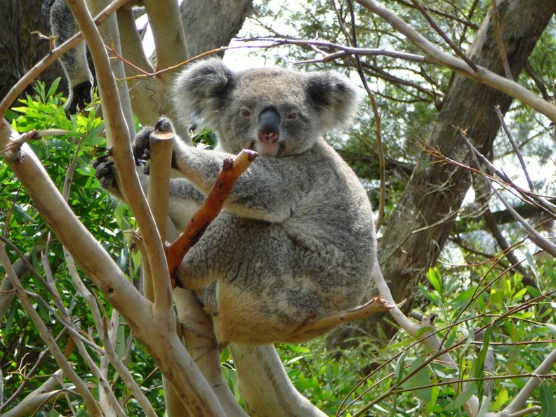 koala-na-strome