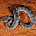 Acanthophis laevis