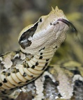 Bitis gabonica