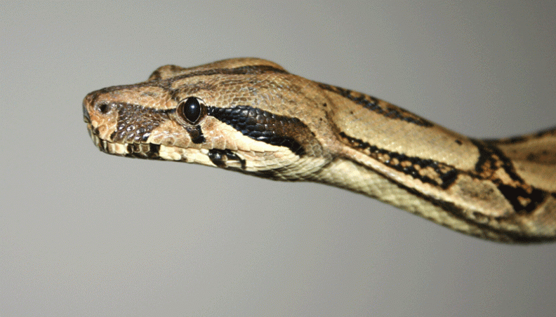 BOA CONSTRICTOR IMPERATOR Honduras-Nikaragua