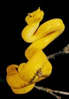 Bothriechis schlegelli