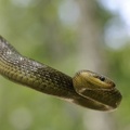 Elaphe longissima 1