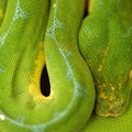 Chondropython viridis