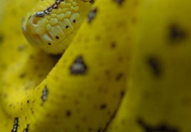 Morelia viridis 2