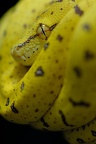 Morelia viridis 2