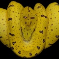Morelia viridis 1