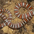 Lampropeltis pyromelana
