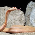 Naja kaouthia -albino