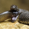 Natrix tessellata