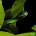 Philothamnus sp 