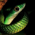 Philothamnus sp  1