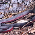 Red-bellied Black Snake