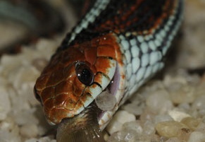 Thamnophis sirtalis tetrataenia