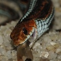 Thamnophis sirtalis tetrataenia
