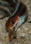 Thamnophis sirtalis tetrataenia