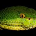 Trimeresurus albolabris 1