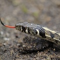 Thamnophis marcianus