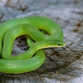 Smooth Green Snake
