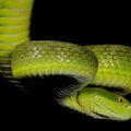 Trimeresurus albolabris 2