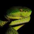Trimeresurus albolabris