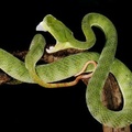 Trimeresurus hageni