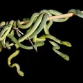 Trimeresurus popeiorum