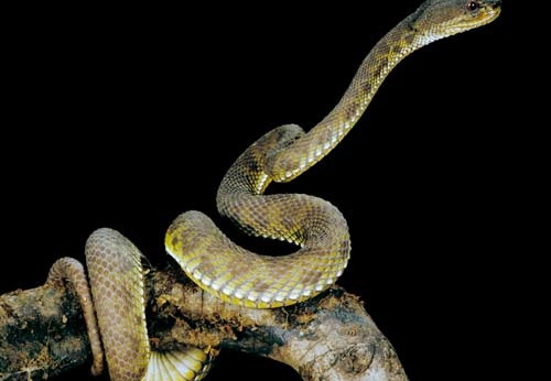 Trimeresurus purpureomaculatus 1