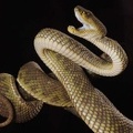 Trimeresurus purpureomaculatus