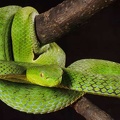 Trimeresurus vogeli 1