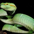 Tropidolaemus wagleri 1