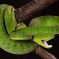 Trimeresurus vogeli