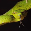 Tropidolaemus subannulatus 1